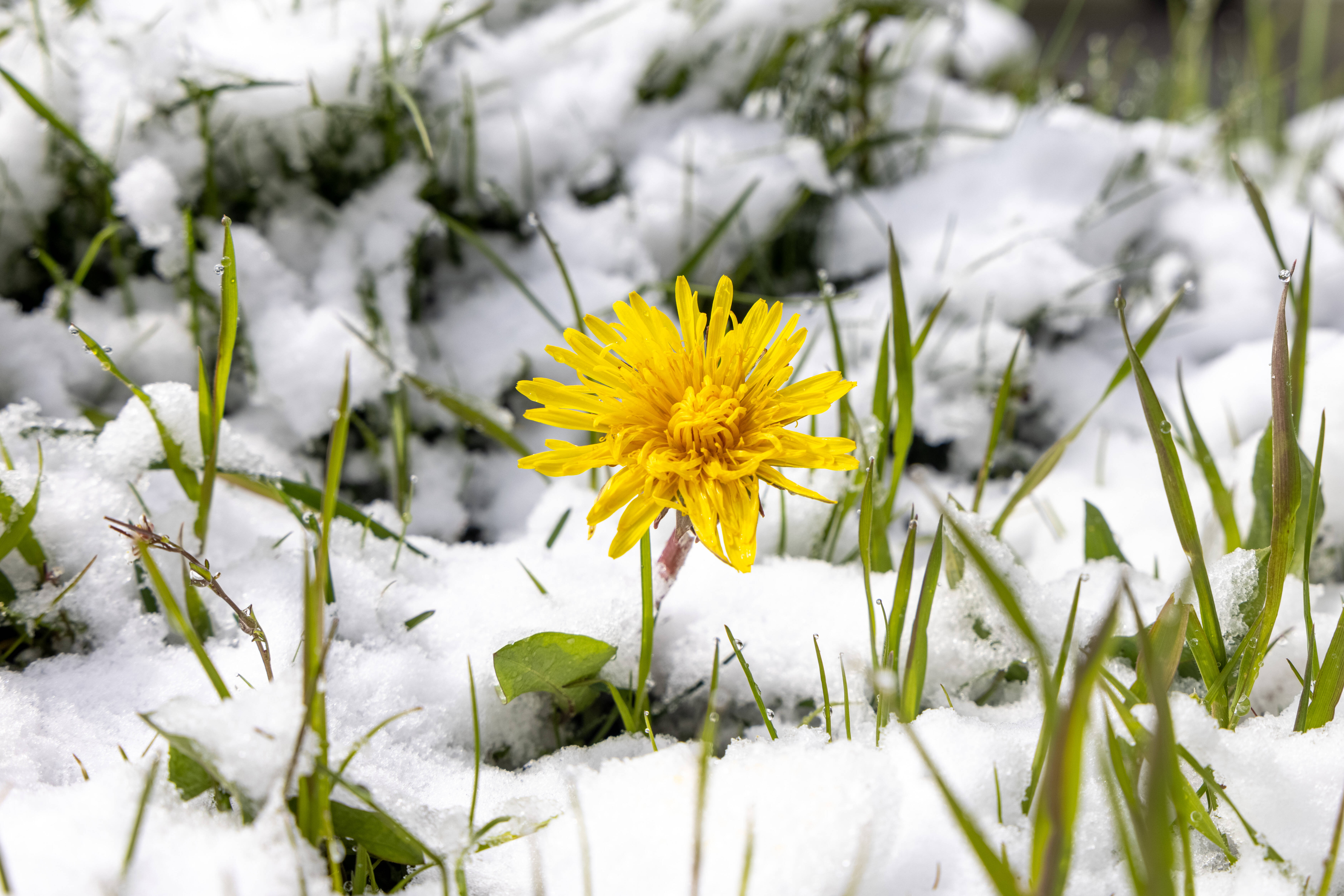 Schnee am Wochenende? Kältewelle lässt Temperaturen in Deutschland sinken - Es wird wieder frostig