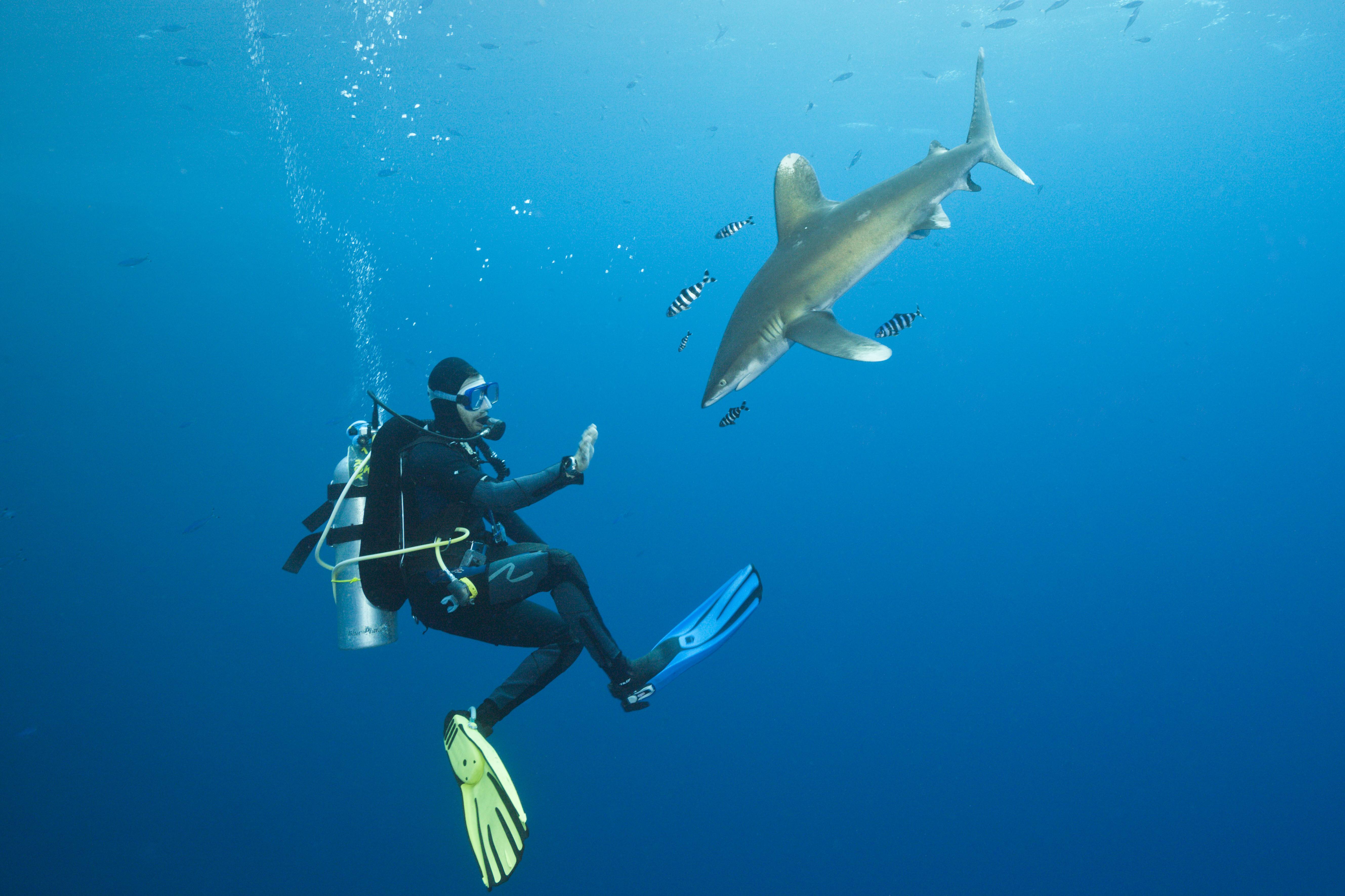 Hai frisst Urlauberin auf Hawaii! Tragödie im Traumurlaub - Man fand nur noch Fetzen ihres Badeanzugs