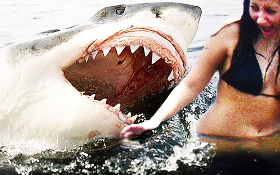 Blutige Hai-Attacke - Weißer-Hai attackiert Taucher und beißt ihm den Kopf ab