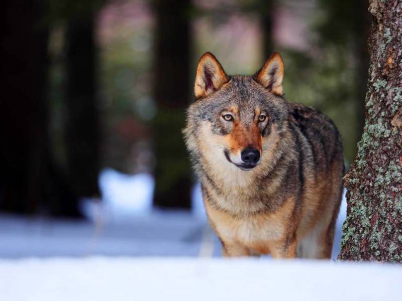 Killer-Wolf getötet! Er soll mindestens 76 Tiere gerissen haben - Jetzt haben Jäger den Rüden erlegt