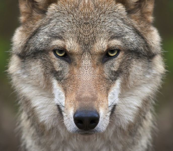 Wolf-Alarm! Großer Wolf direkt an Schulbushaltestelle gesehen! Angst und Sorge der Anwohner wächst