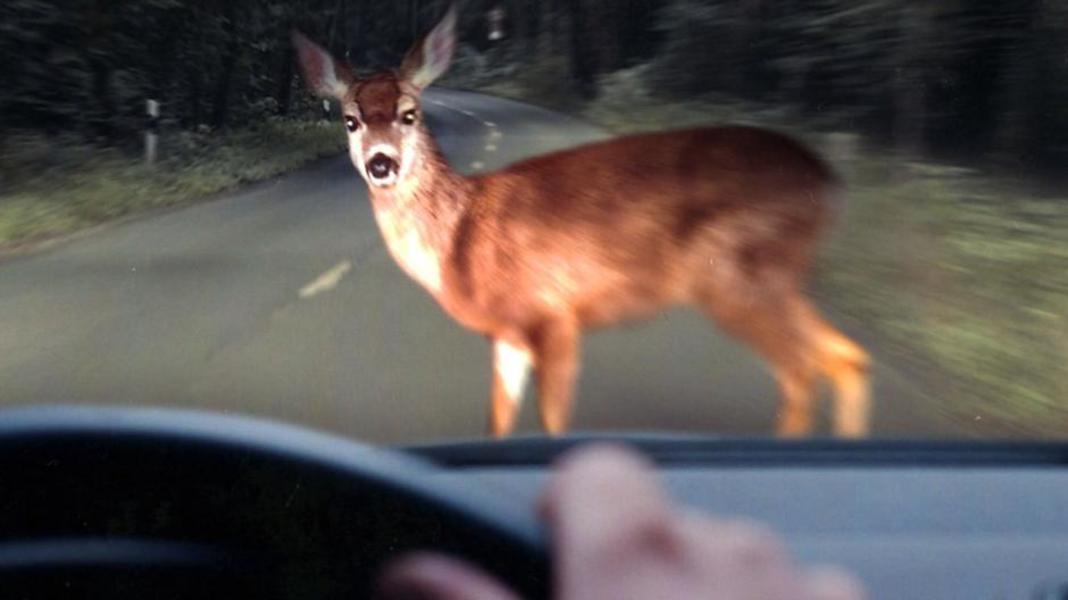 Wildwechsel