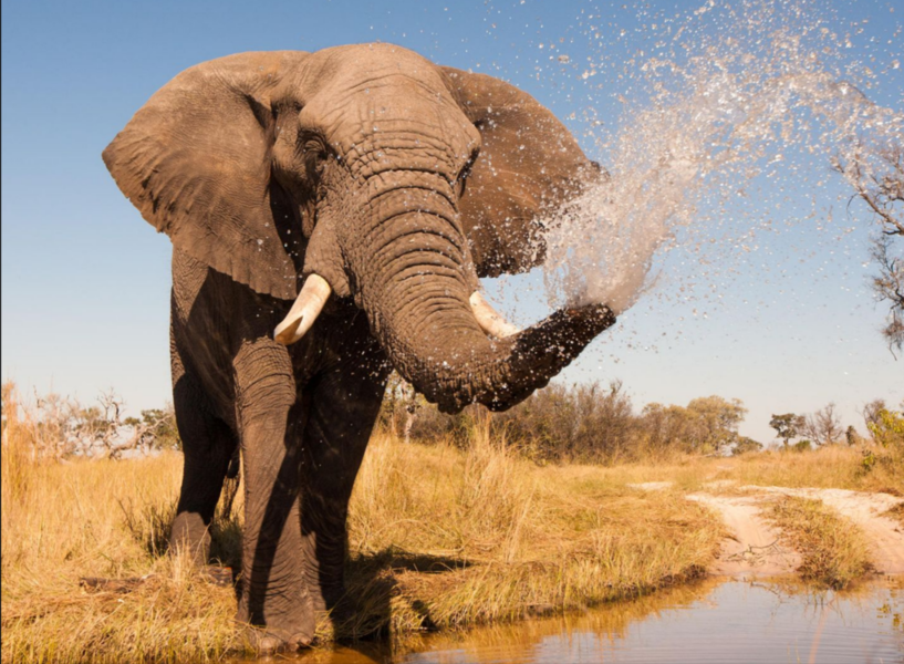 Elefant tötet Touristin auf Safari! Grausames Drama - Touristin von Elefant totgetrampelt - Weitere Gäste verletzt!