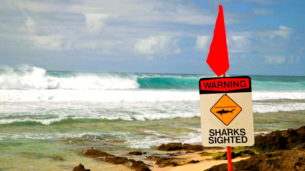 Hai-Alarm vor Spaniens Küste! Mehrere Strände wegen Hai-Sichtung gesperrt