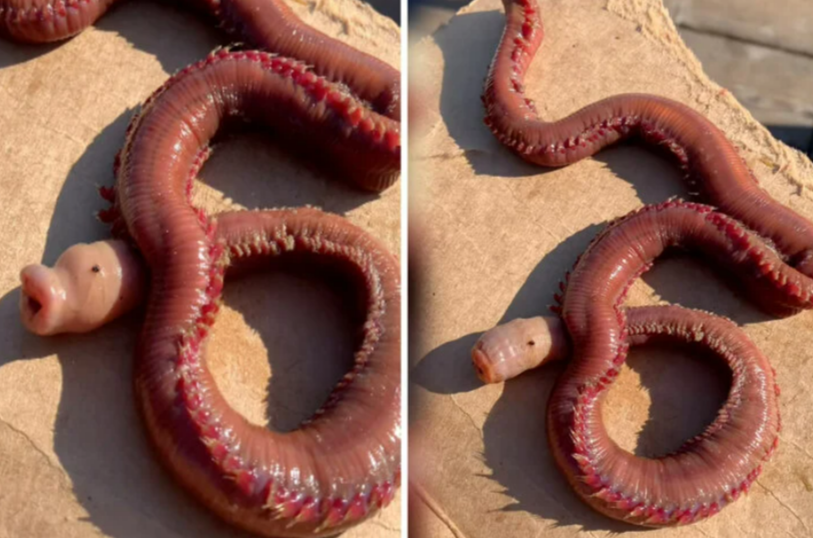 Horror-Wurm am Strand gefunden - Touristen fassungslos! Was für ein Tier ist das bloß?