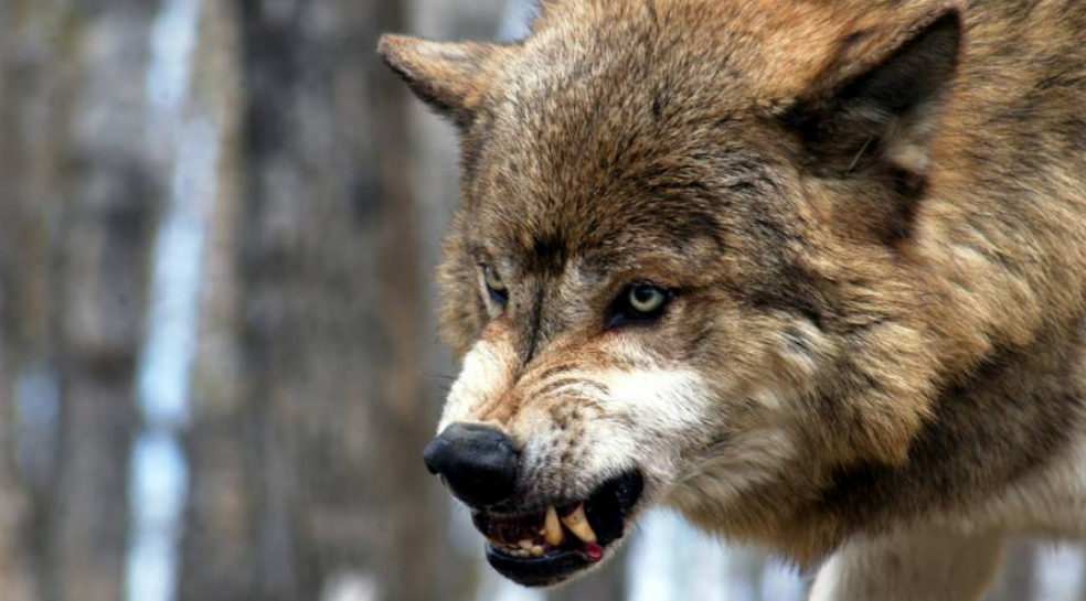 Wolf greift Kinder an in Urlaubsregion! Berichte über mehrere Wolfattacken - Sorge in Urlaubsregion wächst 