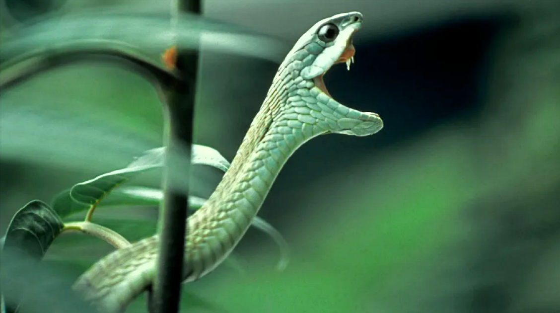 Schlangenattacke an der Nordsee - Giftiges Reptil tötet einen Hund