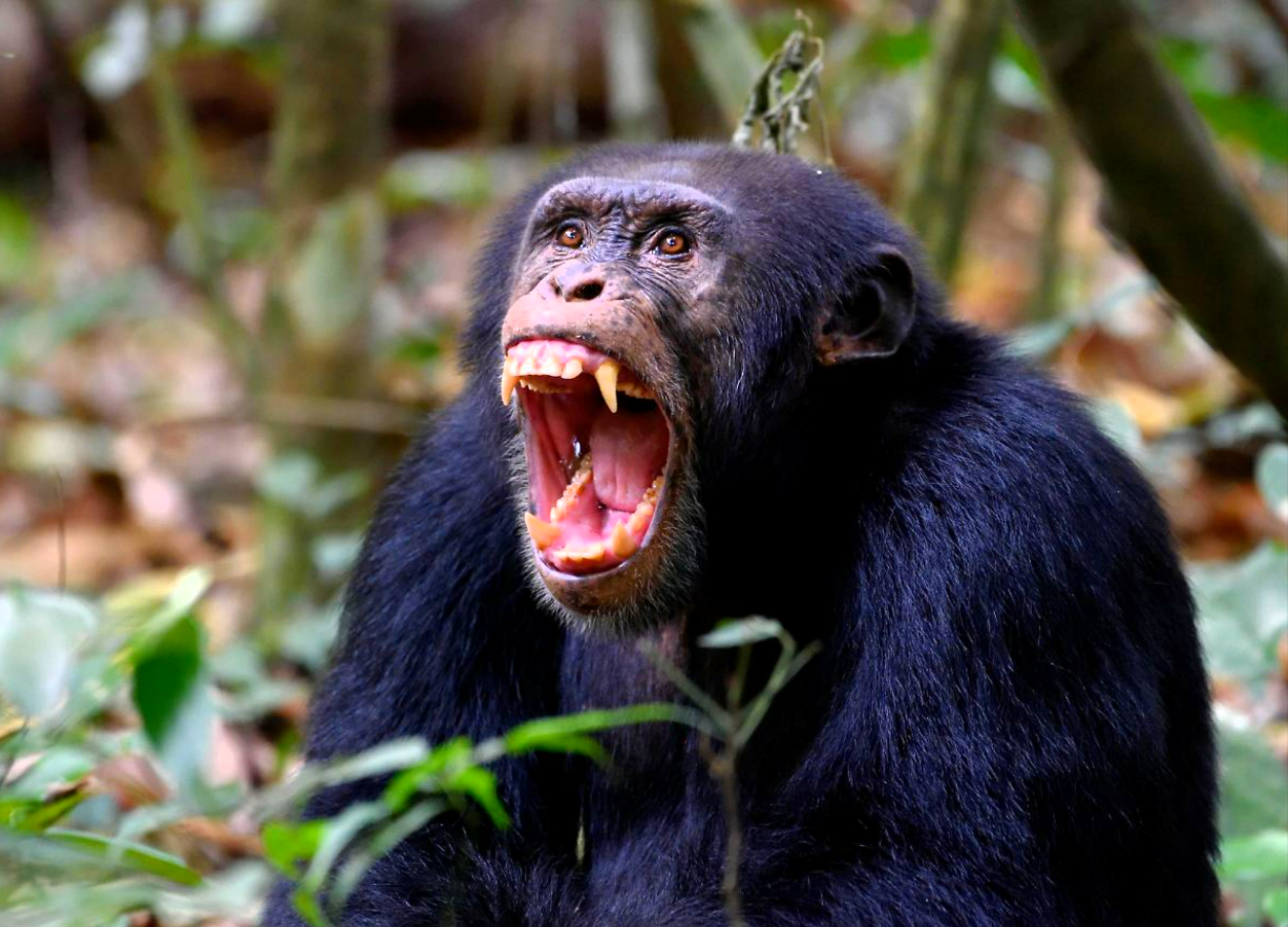 Schimpanse tötet Baby! Mutter angegriffen und Baby entrissen - dann schlug der Affe zu!