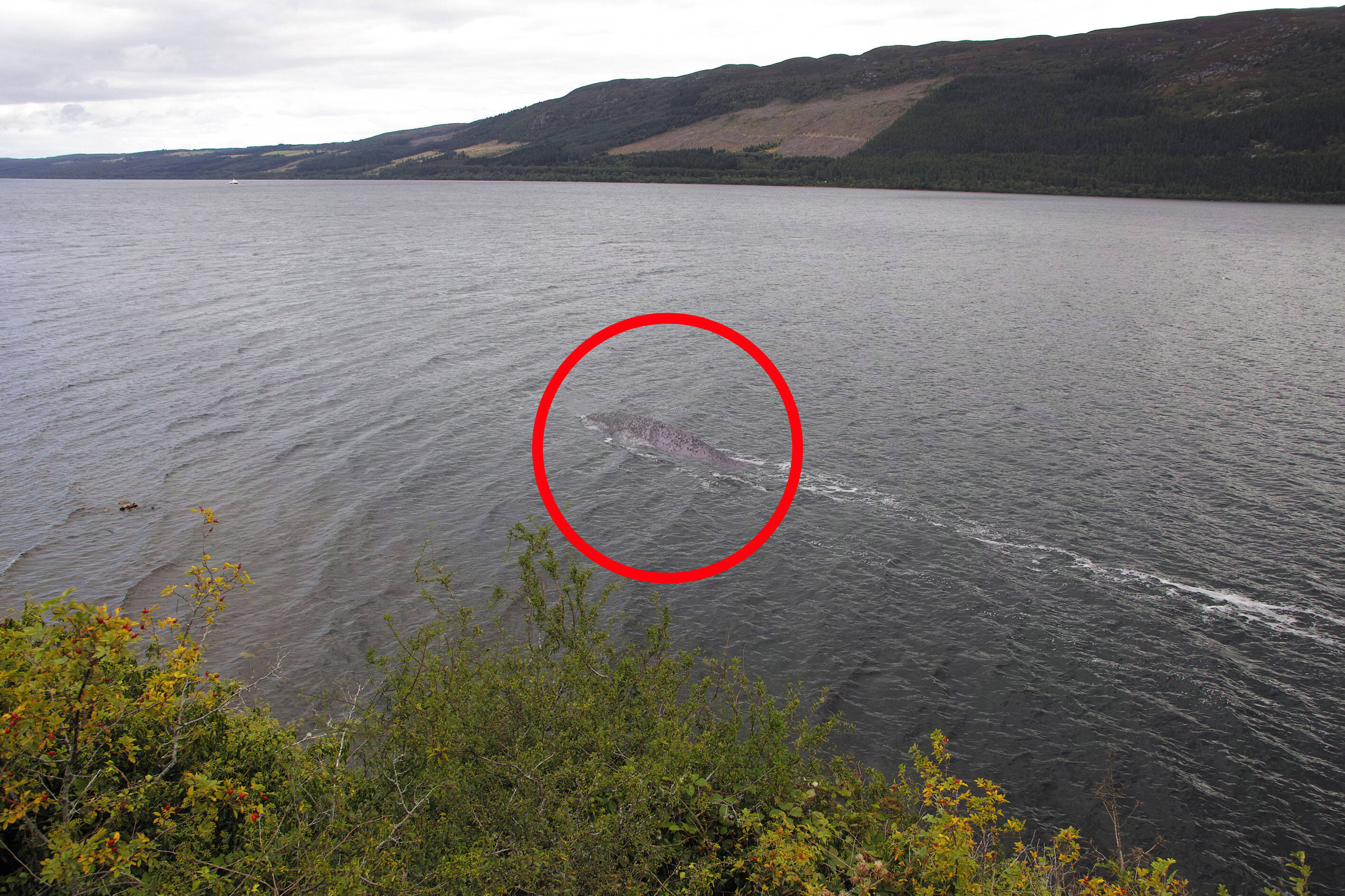 Ist DAS Nessie? Sensationelle Sonarsignale geben neue Hinweise - gibt es das Loch-Ness Monster doch?