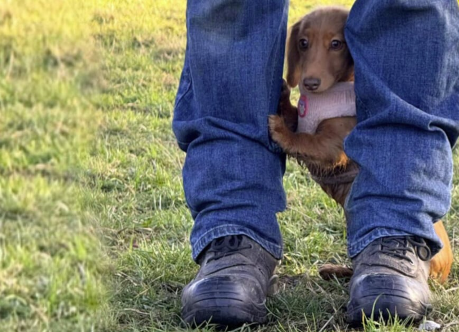 Dachshund puppy visits the dog park for the first time - her reaction melts hearts!