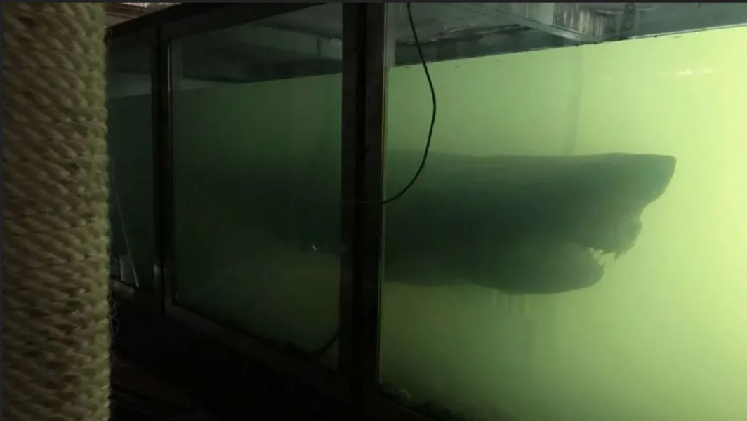 Mega gruselig! Riesiger Weißer Hai in verlassenem Wildpark entdeckt (mit Video)