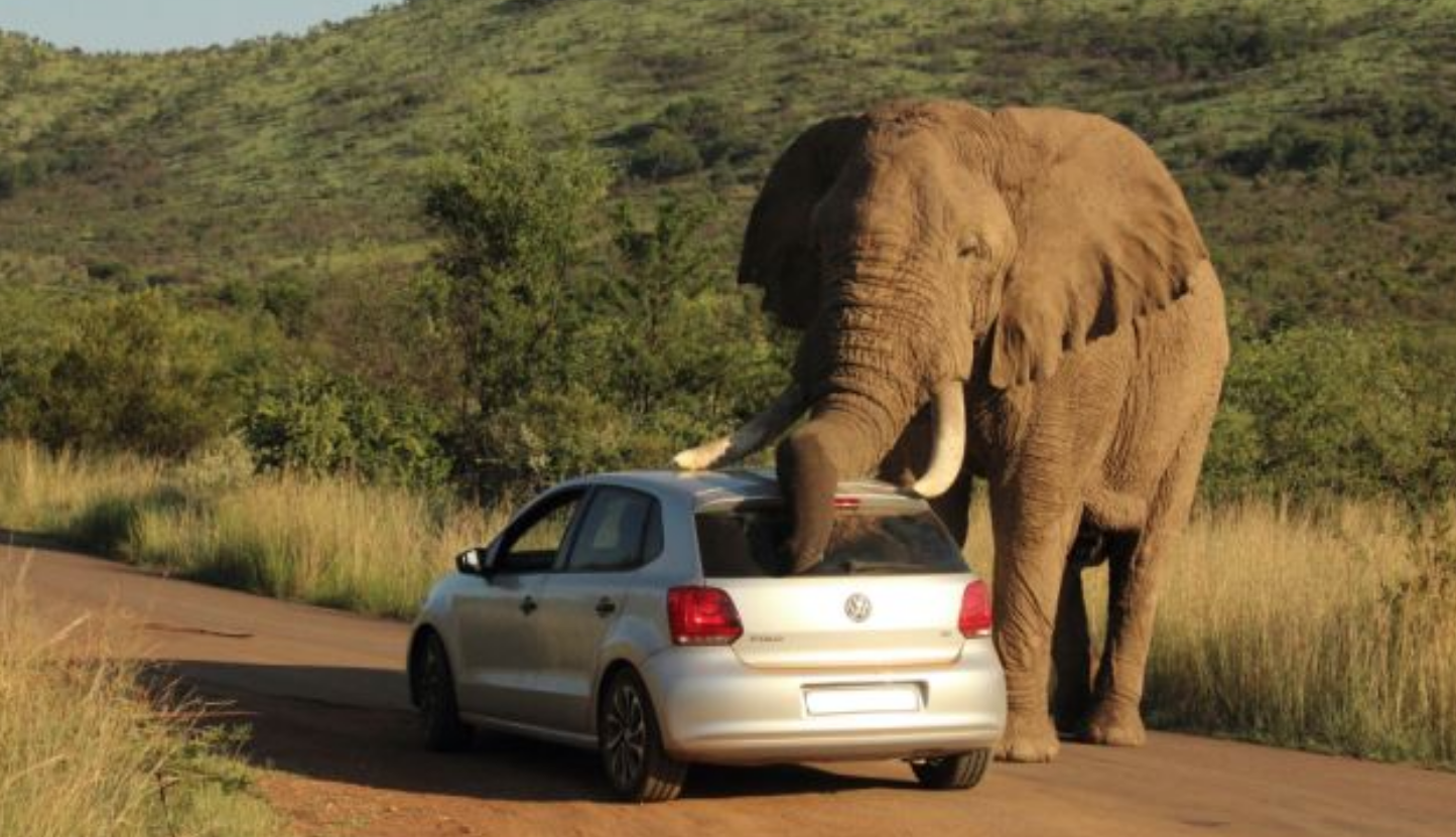 Tourist bei Selfie mit Elefant getötet! Tödliches Drama - 27-jähriger von einem Elefanten totgetrampelt