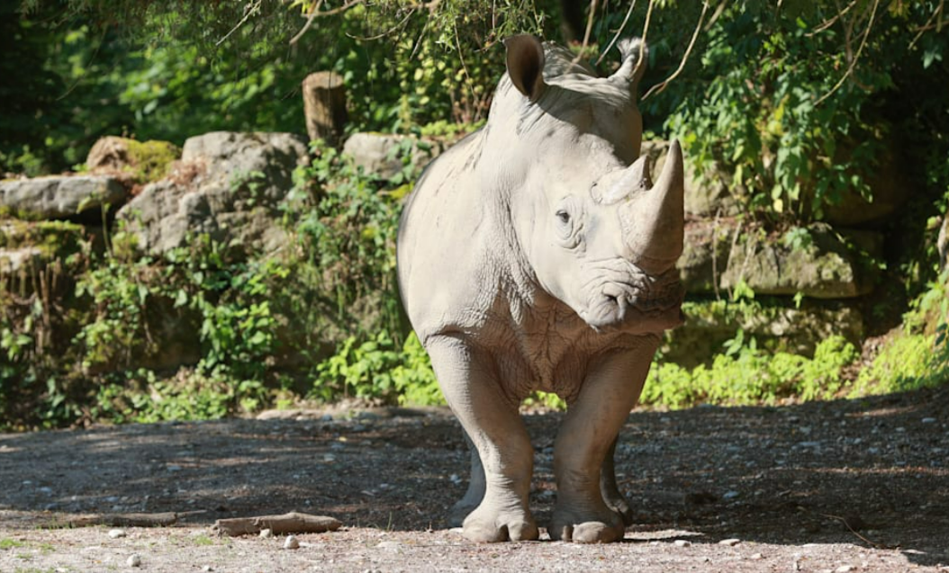 Nashorn