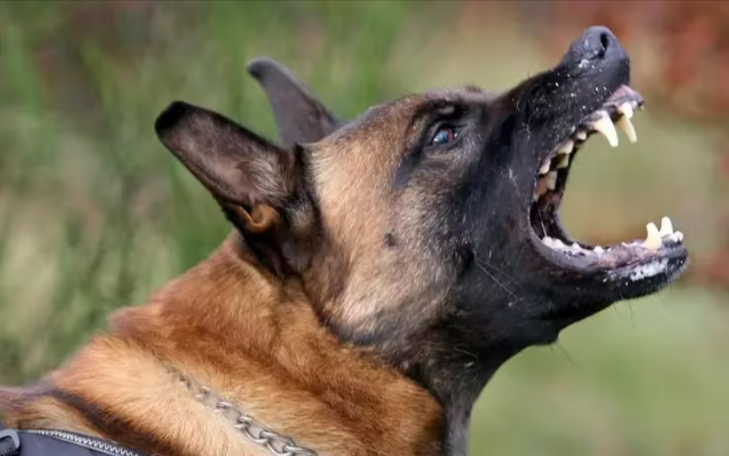 Tödliche Hundeattacke! Herrchen von eigenem Hund angefallen - Opfer erlag seinen Verletzungen