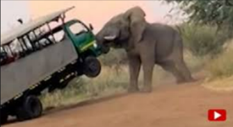 Elefant tötet Touristin auf Safari! Grausames Drama - Touristin von Elefant totgetrampelt - Weitere Gäste verletzt!