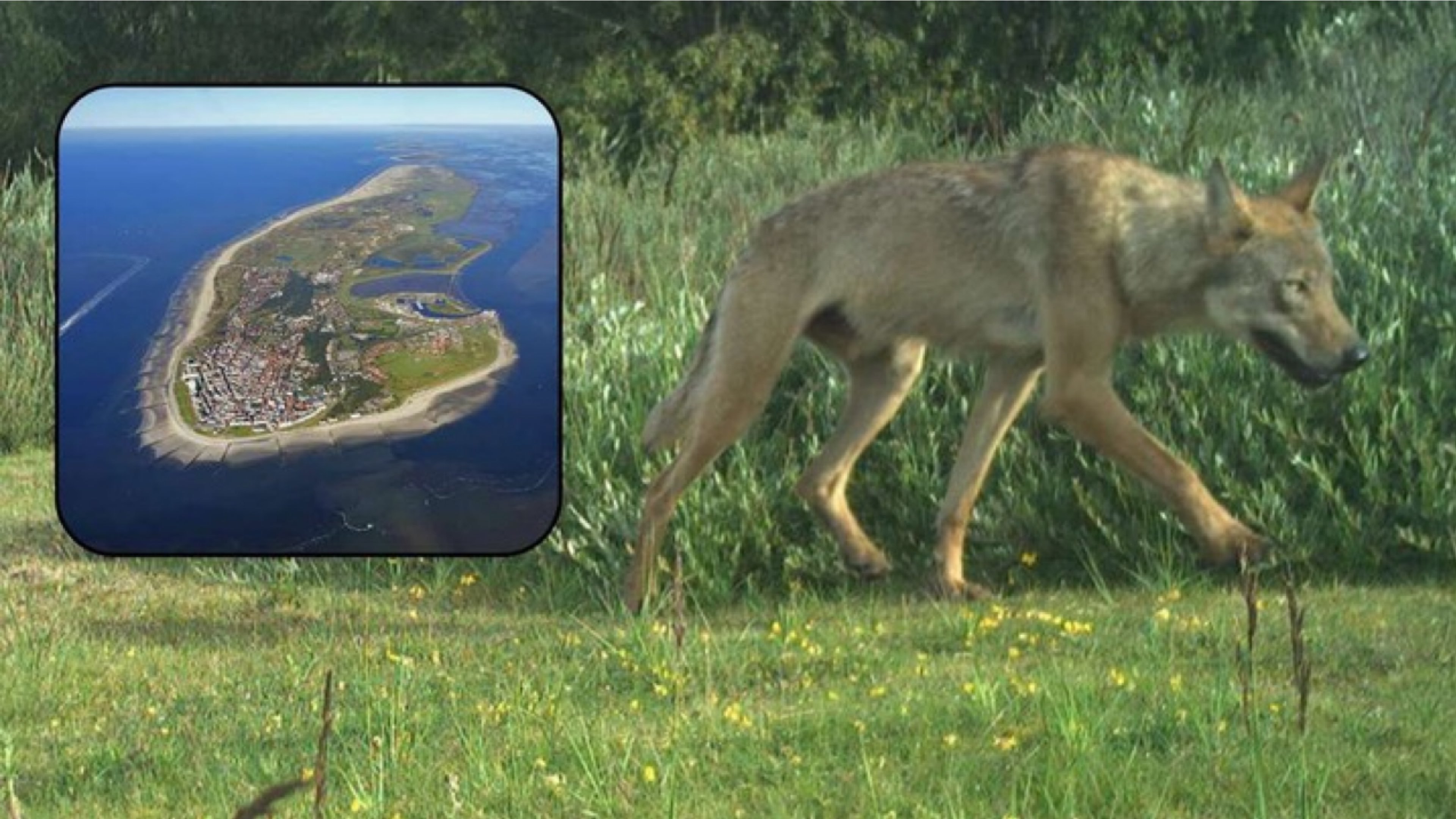 Wolf auf beliebter deutscher Nordsee-Insel entdecket! Unfassbar - Wie kam er bloß dahin?