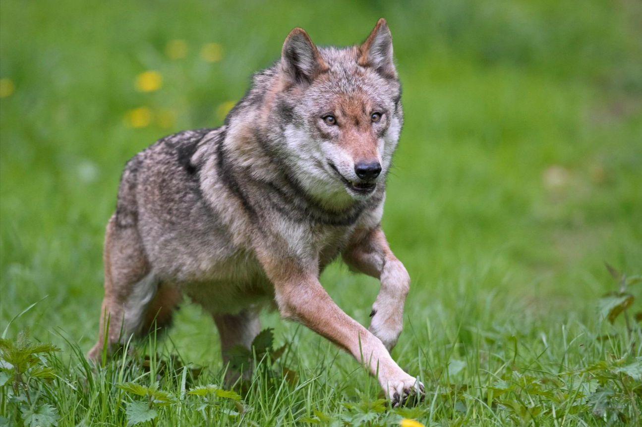 Wolf greift Kinder an in Urlaubsregion! Berichte über mehrere Wolfattacken - Sorge in Urlaubsregion wächst 