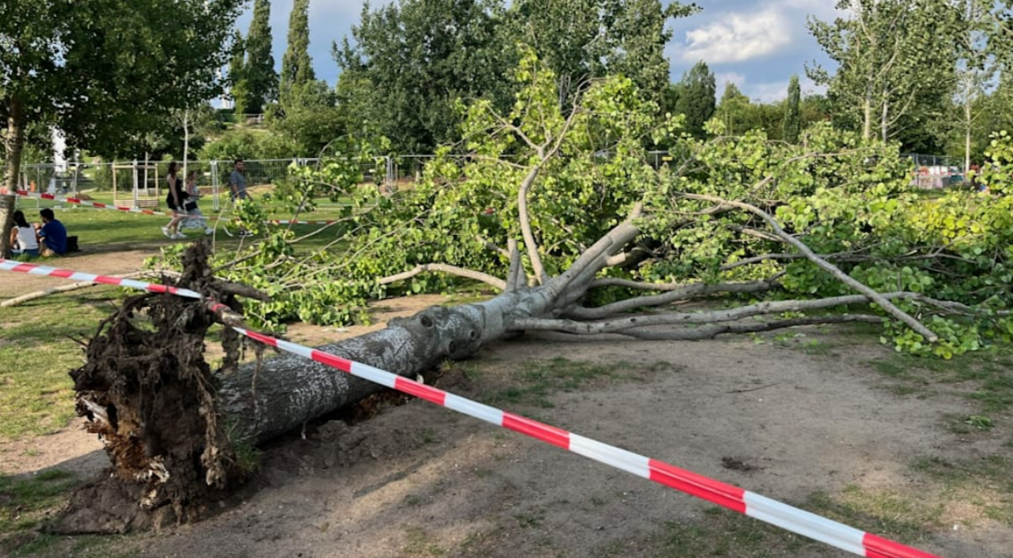 Sturm tötet Mutter und zwei Babys! Säuglinge von Baum erschlagen - Tragödie durch Hurrikan Helene