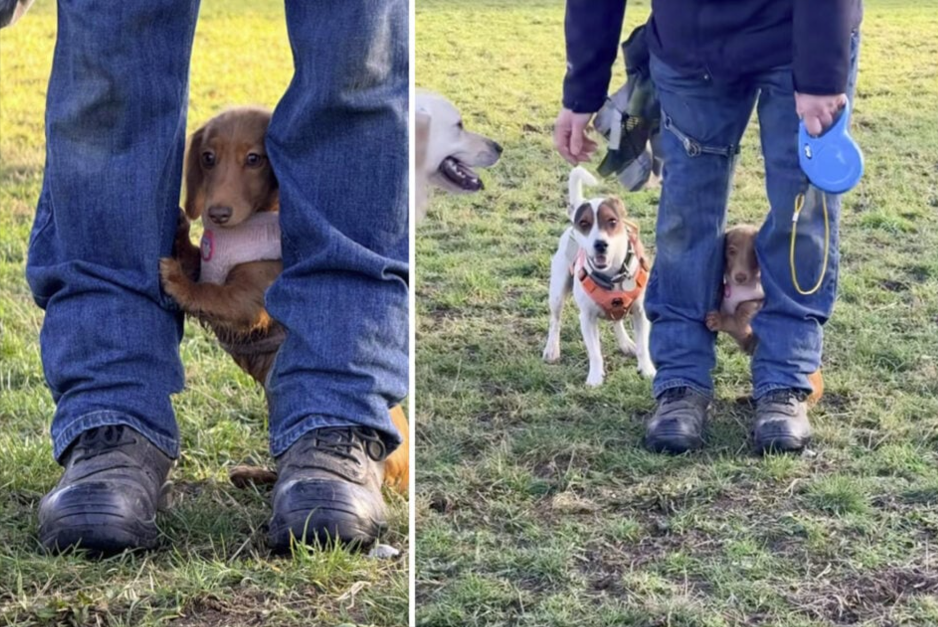 Un chiot Dackel dans le parc à chiens pour la première fois - sa réaction fait fondre les cœurs!